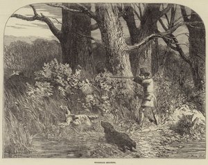 Strzelanie do słonek